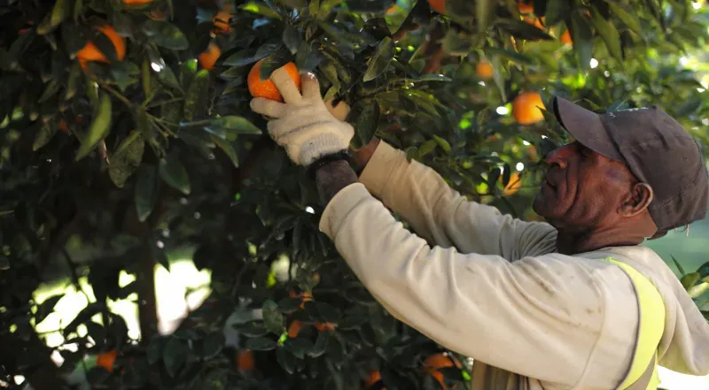 Workers return each season to Ironbark Citrus Ironbark Citrus