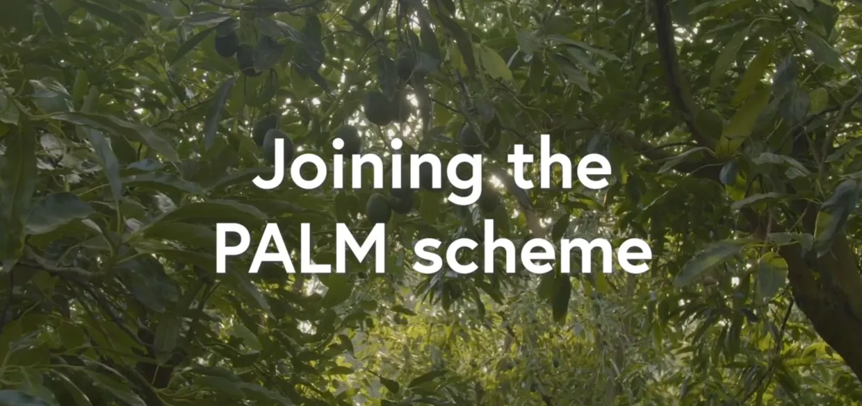 PALM scheme